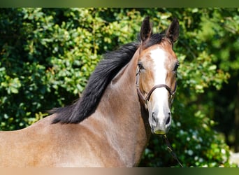 Anglo European Studbook, Gelding, 3 years, 16,2 hh, Roan-Bay