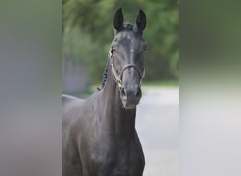 Anglo European Studbook, Gelding, 3 years, 16 hh, Black
