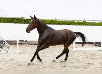 Anglo European Studbook, Gelding, 3 years, 16,2 hh, Brown