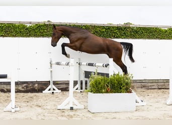 Anglo European Studbook, Gelding, 3 years, 16,2 hh, Brown
