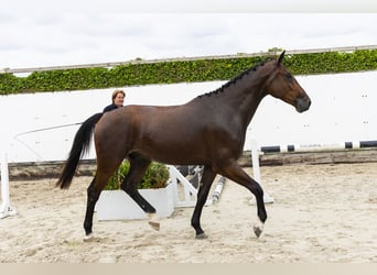 Anglo European Studbook, Gelding, 3 years, 16,2 hh, Brown