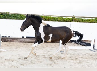 Anglo European Studbook, Gelding, 3 years, 16,2 hh, Pinto