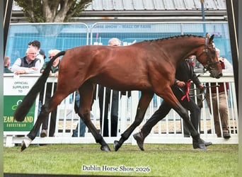 Anglo European Studbook Mix, Gelding, 3 years, 17.1 hh, Bay