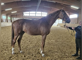 Anglo European Studbook, Gelding, 3 years, 17,1 hh, Chestnut-Red