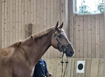Anglo European Studbook, Gelding, 3 years, 17,1 hh, Chestnut-Red