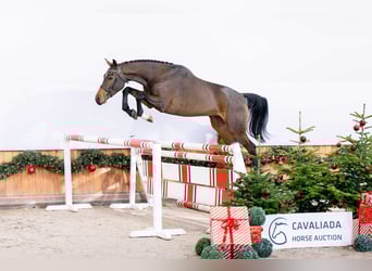 Anglo European Studbook, Gelding, 3 years, Brown