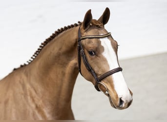 Anglo European Studbook, Gelding, 3 years, Chestnut