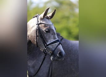 Anglo European Studbook, Gelding, 4 years, 14.1 hh, Gray