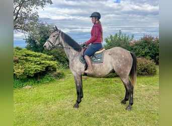 Anglo European Studbook, Gelding, 4 years, 15.2 hh, Grey-Dapple