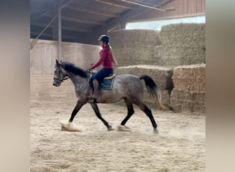 Anglo European Studbook, Gelding, 4 years, 15.2 hh, Grey-Dapple
