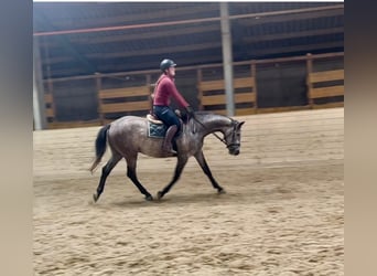 Anglo European Studbook, Gelding, 4 years, 15.2 hh, Grey-Dapple