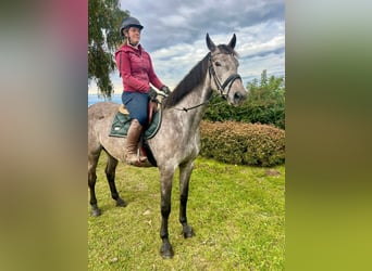 Anglo European Studbook, Gelding, 4 years, 15.2 hh, Grey-Dapple