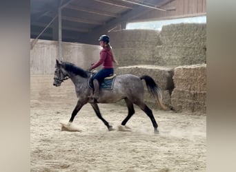 Anglo European Studbook, Gelding, 4 years, 15.2 hh Anglo European Studbook, Gelding, 4 years, 15.2 hh