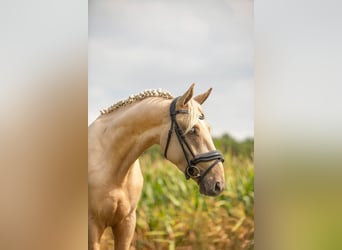 Anglo European Studbook, Gelding, 4 years, 15.3 hh, Palomino