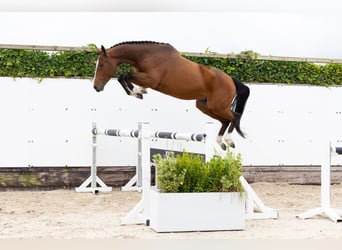 Anglo European Studbook, Gelding, 4 years, 15,2 hh, Brown