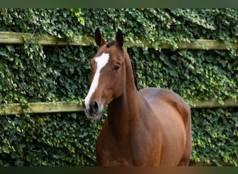 Anglo European Studbook, Gelding, 4 years, 15,2 hh, Brown