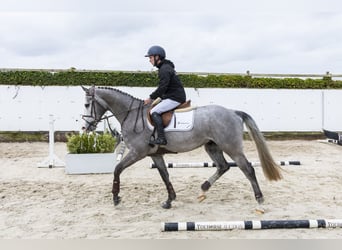 Anglo European Studbook, Gelding, 4 years, 15,2 hh, Grey