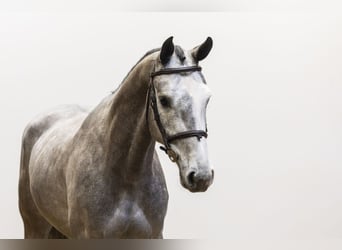 Anglo European Studbook, Gelding, 4 years, 15,2 hh, Grey