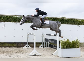 Anglo European Studbook, Gelding, 4 years, 15,2 hh, Grey