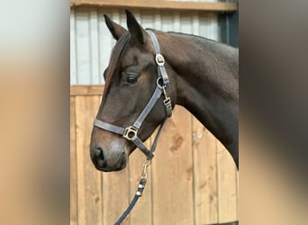 Anglo European Studbook, Gelding, 4 years, 16.1 hh, Brown