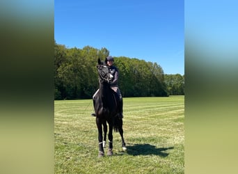 Anglo European Studbook, Gelding, 4 years, 16.3 hh, Black