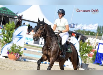 Anglo European Studbook, Gelding, 4 years, 16 hh, Bay-Dark