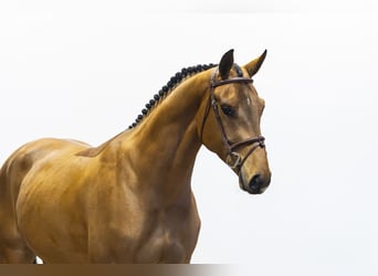 Anglo European Studbook, Gelding, 4 years, 16 hh, Brown