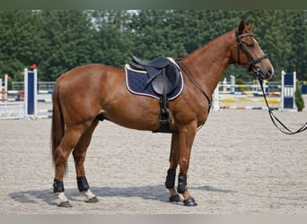 Anglo European Studbook, Gelding, 4 years, 16 hh, Chestnut-Red