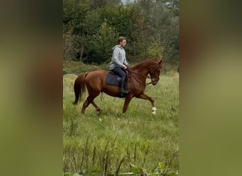 Anglo European Studbook, Gelding, 4 years, 16 hh, Chestnut-Red