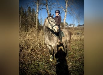 Anglo European Studbook, Gelding, 4 years, 16 hh, Grey