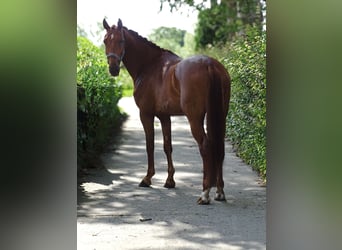 Anglo European Studbook, Gelding, 4 years, 16 hh, Sorrel