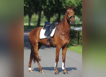 Anglo European Studbook, Gelding, 4 years, 16 hh, Sorrel