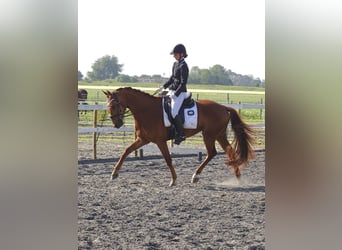 Anglo European Studbook, Gelding, 4 years, 16 hh, Sorrel