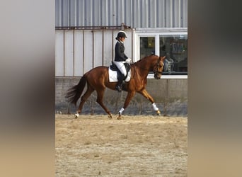 Anglo European Studbook, Gelding, 4 years, 16 hh, Sorrel