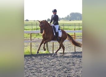 Anglo European Studbook, Gelding, 4 years, 16 hh, Sorrel