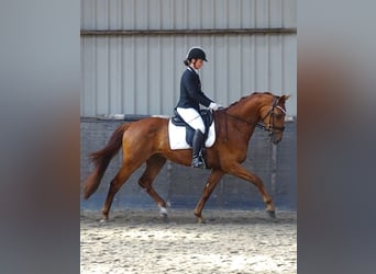 Anglo European Studbook, Gelding, 4 years, 16 hh, Sorrel