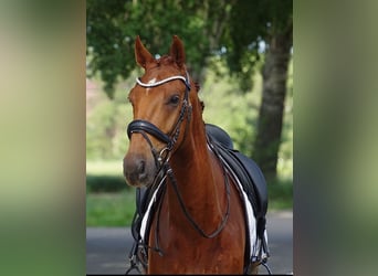 Anglo European Studbook, Gelding, 4 years, 16 hh, Sorrel