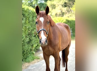 Anglo European Studbook, Gelding, 4 years, 16,1 hh, Chestnut-Red