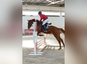 Anglo European Studbook, Gelding, 4 years, 16,1 hh, Chestnut-Red