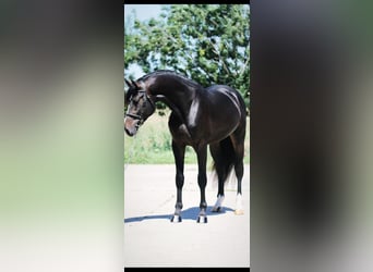 Anglo European Studbook, Gelding, 4 years, 16,3 hh, Bay-Dark