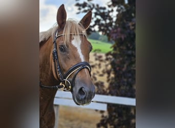 Anglo European Studbook, Wallach, 5 Jahre, 14,3 hh, Fuchs