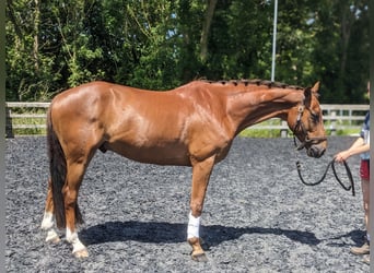 Anglo European Studbook, Gelding, 5 years, 15.2 hh, Chestnut