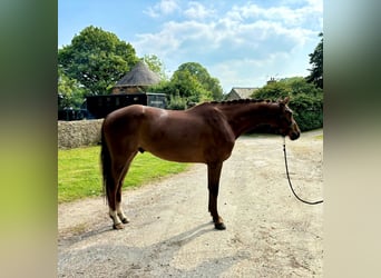 Anglo European Studbook, Gelding, 5 years, 15.2 hh, Chestnut