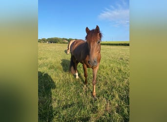 Anglo European Studbook, Gelding, 5 years, 15.2 hh, Chestnut