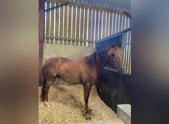 Anglo European Studbook, Gelding, 5 years, 15.2 hh, Chestnut