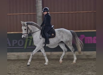 Anglo European Studbook, Gelding, 5 years, 15.2 hh, Grey