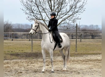 Anglo European Studbook, Gelding, 5 years, 15.2 hh, Grey