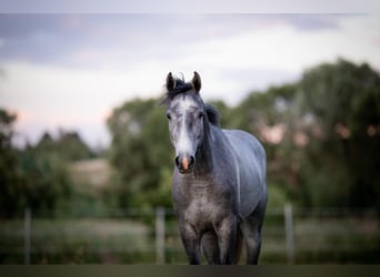 Anglo European Studbook, Gelding, 5 years, 15.3 hh, Grey