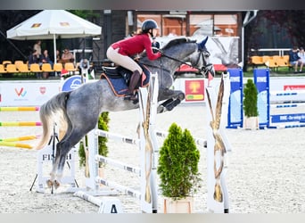 Anglo European Studbook, Gelding, 5 years, 15.3 hh, Grey