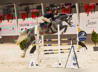 Anglo European Studbook, Gelding, 5 years, 15.3 hh, Grey